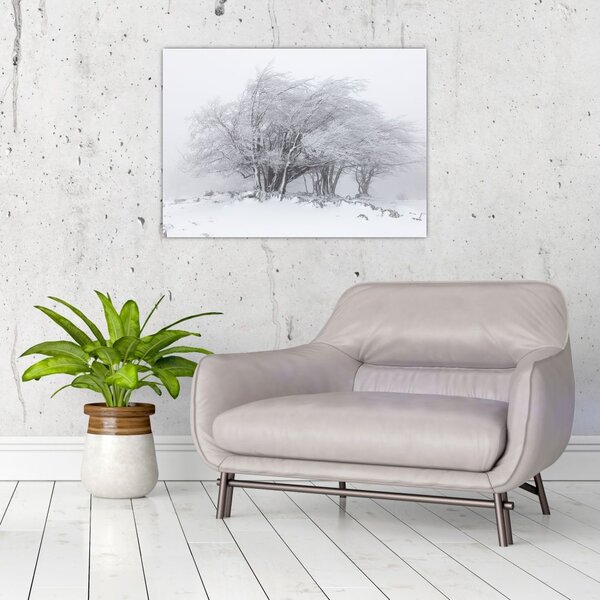 Obraz - Biela zima (70x50 cm)