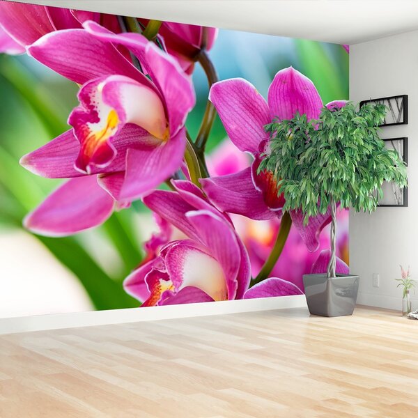 Fototapeta Vliesová Ružové orchidey 312x219 cm