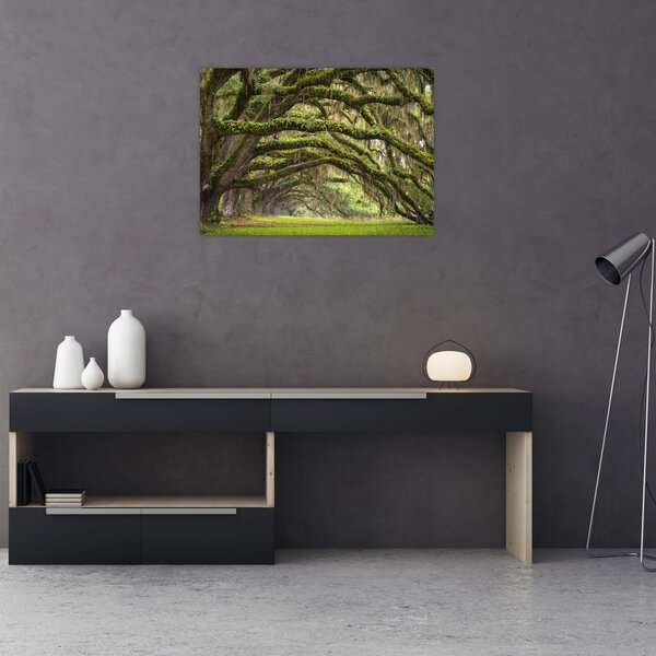 Obraz - Oaks Avenue, Charleston, Južná Karolína, USA (70x50 cm)