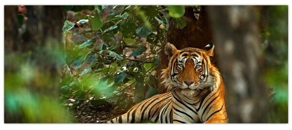 Obraz odpočívajúceho tigra (120x50 cm)