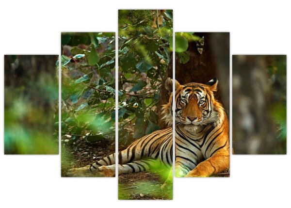 Obraz odpočívajúceho tigra (150x105 cm)