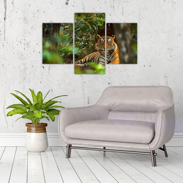 Obraz odpočívajúceho tigra (90x60 cm)
