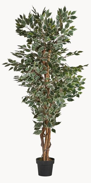 Rastlinná dekorácia v kvetináči Ficus
