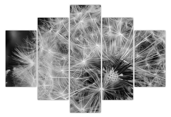 Obraz - páperie púpav (150x105 cm)