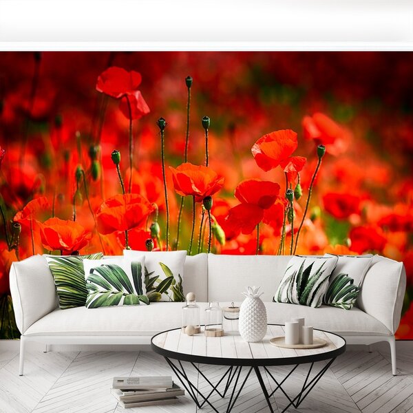 Fototapeta Vliesová Lúka mak 104x70 cm
