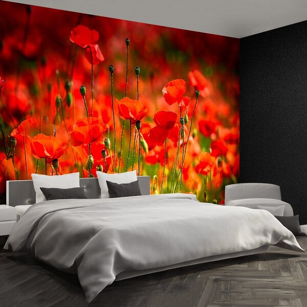 Fototapeta Vliesová Lúka mak 104x70 cm