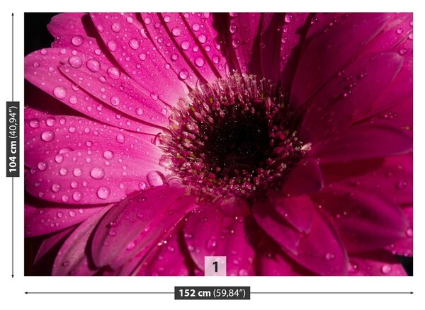 Fototapeta Vliesová Fialová gerbera 152x104 cm