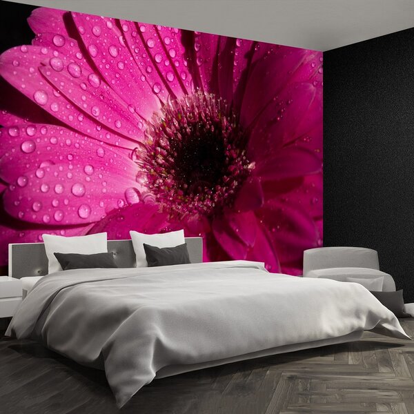 Fototapeta Vliesová Fialová gerbera 152x104 cm