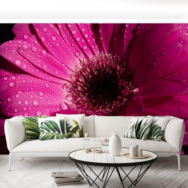 Fototapeta Vliesová Fialová gerbera 152x104 cm