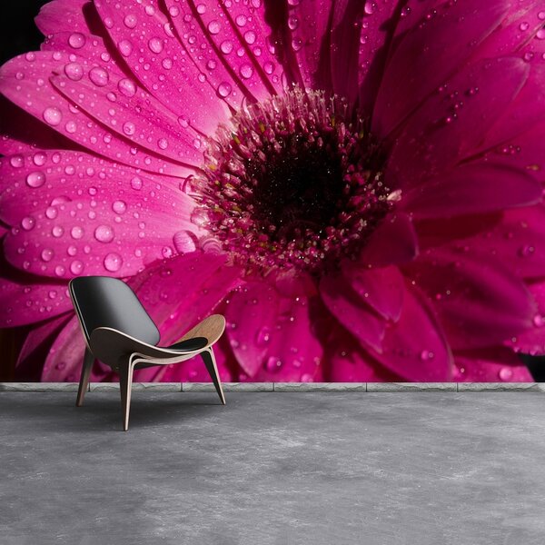 Fototapeta Vliesová Fialová gerbera 152x104 cm