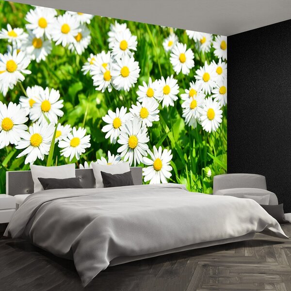 Fototapeta Vliesová Lúka sedmokrásky 104x70 cm