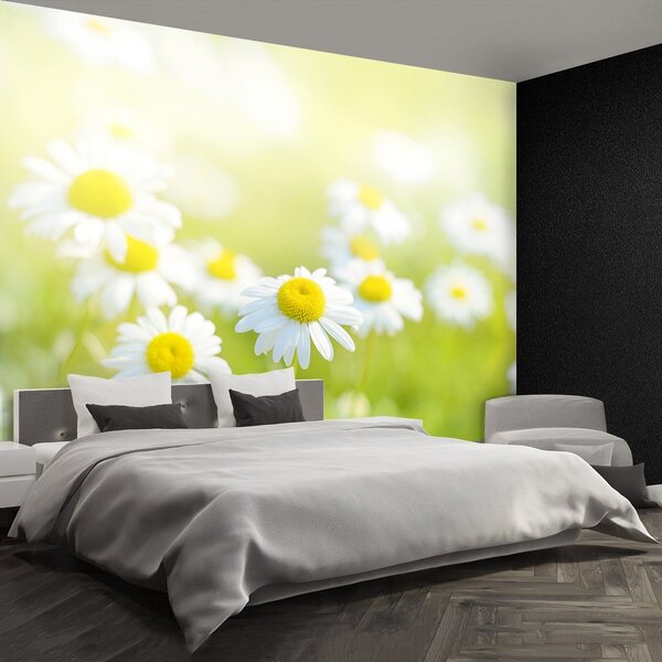 Fototapeta Vliesová Lúka sedmokrásky 250x104 cm
