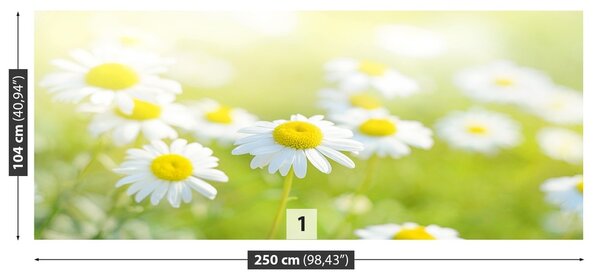 Fototapeta Vliesová Lúka sedmokrásky 250x104 cm