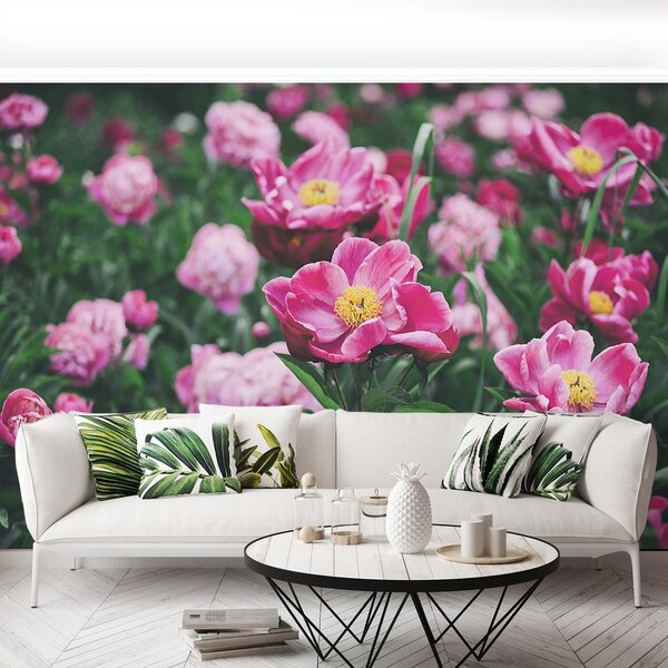 Fototapeta Vliesová Ružové pivónie 104x70 cm