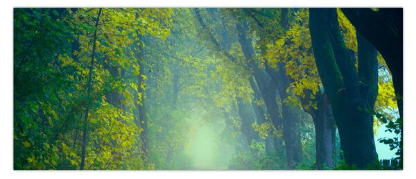Obraz cesty lemovanej stromami (120x50 cm)