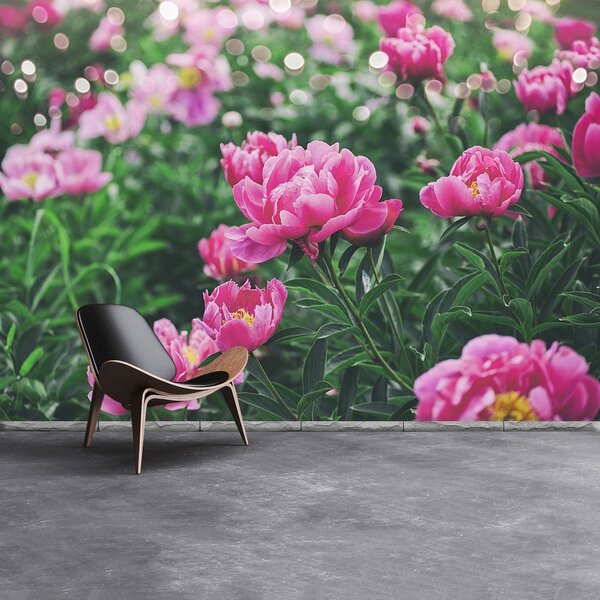Fototapeta Vliesová Ružové pivónie 152x104 cm
