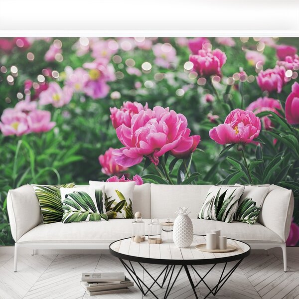 Fototapeta Vliesová Ružové pivónie 152x104 cm