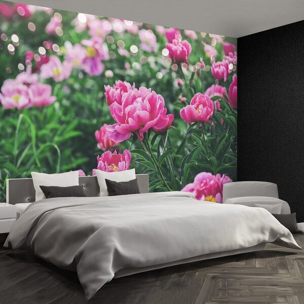 Fototapeta Vliesová Ružové pivónie 152x104 cm