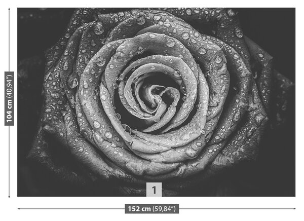 Fototapeta Vliesová Ruža čierna 152x104 cm