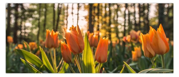 Obraz - kvety tulipánov (120x50 cm)