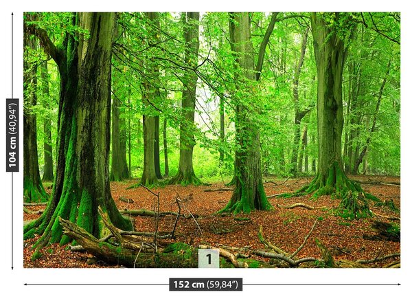 Fototapeta Vliesová Buky les 152x104 cm