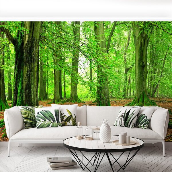 Fototapeta Vliesová Buky les 152x104 cm
