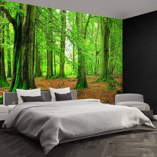 Fototapeta Vliesová Buky les 152x104 cm