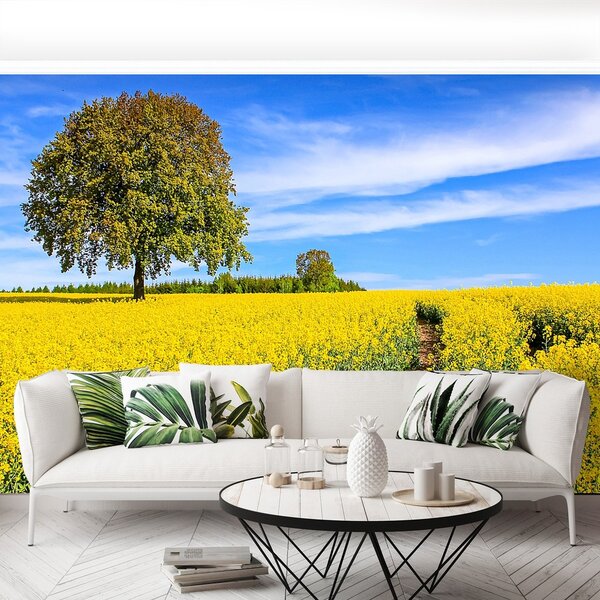 Fototapeta Vliesová Žlté kvety 250x104 cm