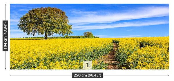 Fototapeta Vliesová Žlté kvety 250x104 cm