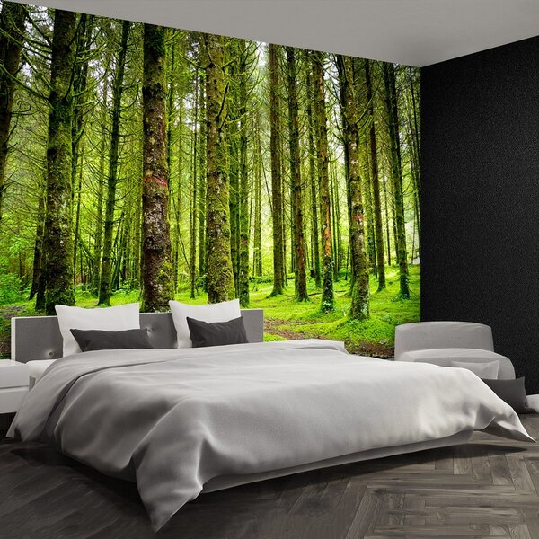 Fototapeta Vliesová Stromy 104x70 cm