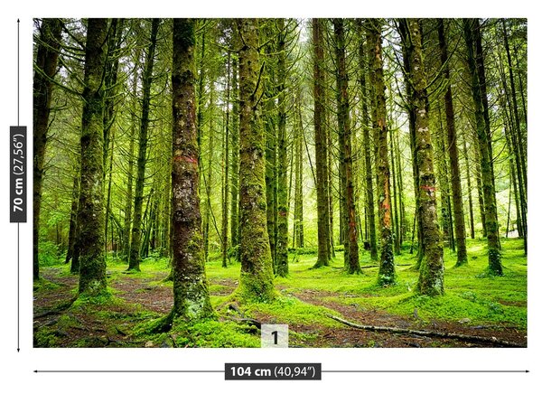 Fototapeta Vliesová Stromy 104x70 cm