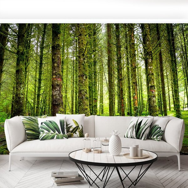 Fototapeta Vliesová Stromy 104x70 cm