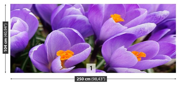 Fototapeta Vliesová Fialové krókusy 250x104 cm