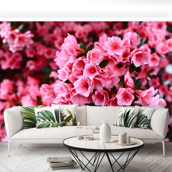 Fototapeta Vliesová Ružový rododendron 152x104 cm