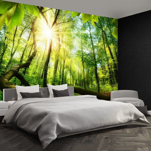 Fototapeta Vliesová Buk lesný 104x70 cm