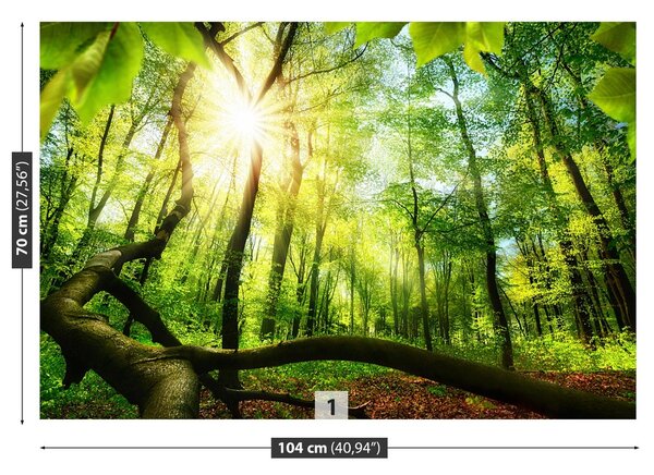 Fototapeta Vliesová Buk lesný 104x70 cm