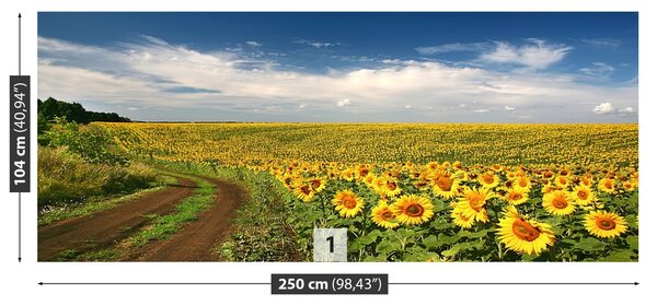 Fototapeta Vliesová Pole slnečníc 250x104 cm