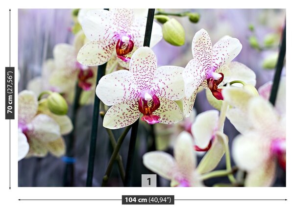 Fototapeta Vliesová Kvety orchideí 104x70 cm