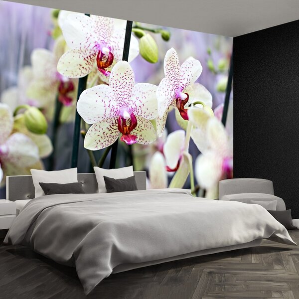 Fototapeta Vliesová Kvety orchideí 104x70 cm
