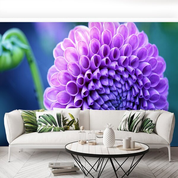 Fototapeta Vliesová Fialová dahlia 104x70 cm