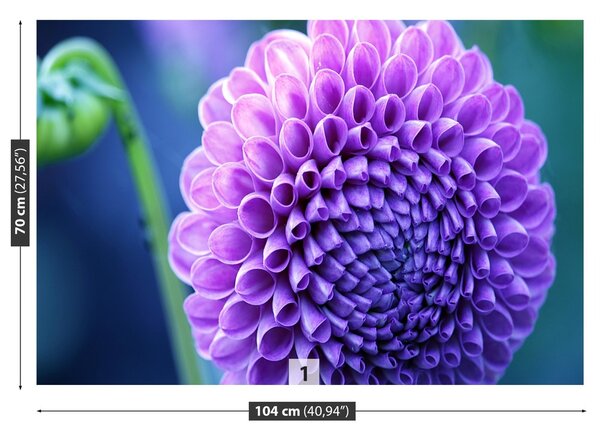 Fototapeta Vliesová Fialová dahlia 104x70 cm