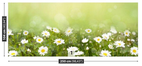Fototapeta Vliesová Sedmokrásky 250x104 cm