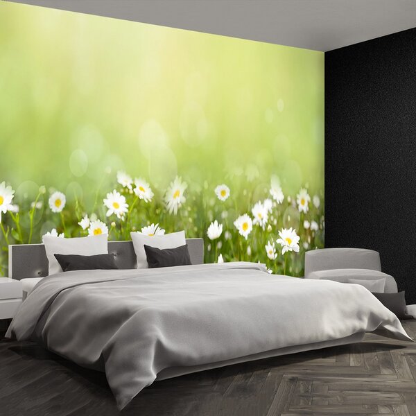 Fototapeta Vliesová Sedmokrásky 250x104 cm