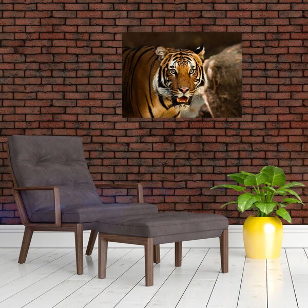 Obraz tigra (70x50 cm)