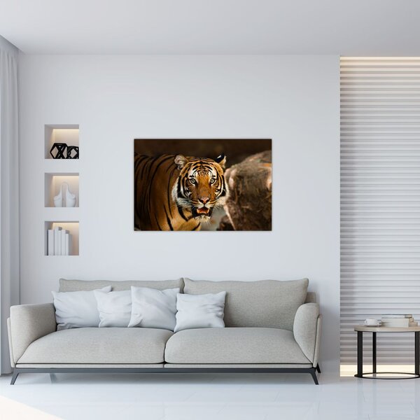 Obraz tigra (90x60 cm)
