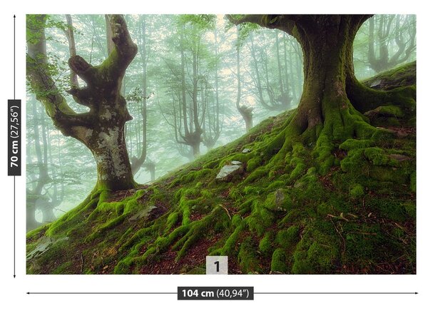 Fototapeta Vliesová Buk lesný 104x70 cm