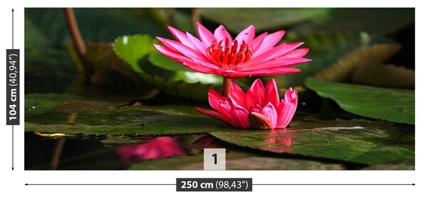 Fototapeta Vliesová Lotos jazero 250x104 cm
