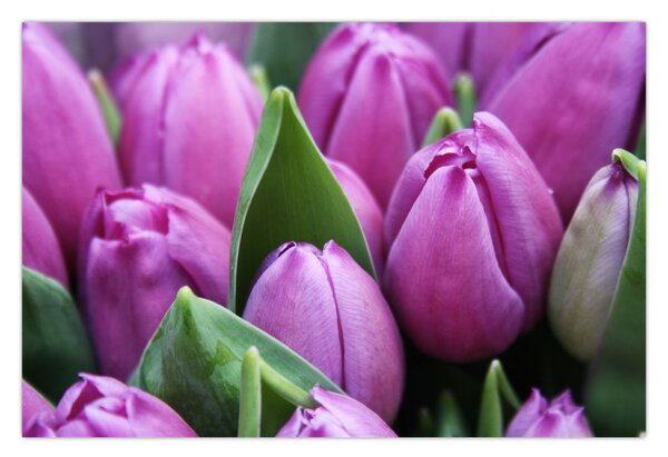 Obraz - kvety tulipánov (90x60 cm)