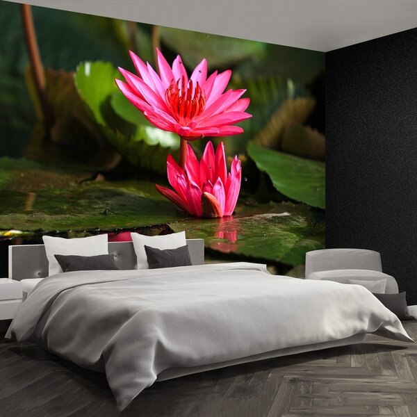 Fototapeta Vliesová Lotos jazero 250x104 cm