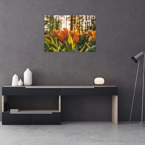 Obraz - kvety tulipánov (70x50 cm)
